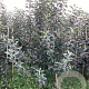 Malus d. 'Melrose' 200-250 cm wortelgoed