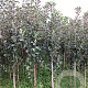 Malus d. 'Egremont Russet' 200-250 cm wortelgoed