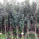 Malus d. 'Gloster' 150-175 cm wortelgoed