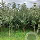 Malus d. 'Ingrid Marie' 175-200 cm wortelgoed