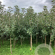 Malus d. 'Ingrid Marie' 200-250 cm wortelgoed