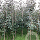 Malus d. 'Worcester Pearmain' 150-175 cm wortelgoed