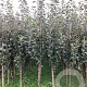 Malus d. 'Benoni' 200-250 cm wortelgoed
