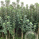 Malus d. 'King of the Pippins' 175-200 cm wortelgoed