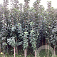 Malus d. 'King of the Pippins' 200-250 cm wortelgoed