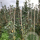 Mespilus g. 'Nottingham' 175-200 cm wortelgoed