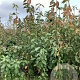 Prunus a. 'Summit' 175-200 cm wortelgoed