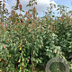Prunus a. 'Summit' 200-250 cm wortelgoed