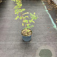 Zanthoxylum piperitum 60-80 cm 3,0L
