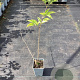 Sambucus nigra 'Haidegg 17' 30-40 cm C1.5