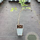 Sambucus nigra 'Haidegg 17' GM C1.5