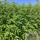 Sambucus nigra 'Haidegg 17' 125-150 cm wortelgoed