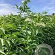 Sambucus nigra 'Haidegg 17' 150-175 cm wortelgoed