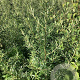 Hippophae rhamn. 'Hergo' 60-80 cm wortelgoed