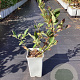 Vaccinium c. 'Bluegold' 20-40 cm C1.5