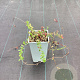 Vaccinium macrocarpon 'Big Pearl' GM C1.5