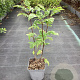 Sorbus auc. 'Krasnaja Krupnaja' 40-50 cm 3,0L
