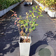 Vaccinium c. 'Reka' 20-40 cm C1.5