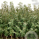 Prunus a. 'Merchant' 200-250 cm wortelgoed