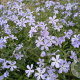 Phlox divaricata laphamii GM P9