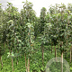 Malus d. 'Delcorf' 200-250 cm wortelgoed
