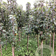 Malus d. 'Delcorf' 175-200 cm wortelgoed
