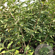 Elaeagnus umb. 'Newgate' 80-100 cm wortelgoed