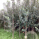 Malus d. 'Florina' 200-250 cm wortelgoed
