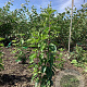 Cornus mas 'Elegantnyj' 60-80 cm wortelgoed