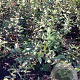 Lonicera c. Blue Forest 60-80 cm wortelgoed