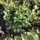 Lonicera c. 'Blue Bird' 20-40 cm wortelgoed