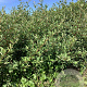 Elaeagnus umb. 'Ruby' 80-100 cm wortelgoed