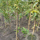 Castanea sat. 'Maraval' 100-150 cm wortelgoed