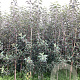 Malus d. 'Mitchgla' 200-250 cm wortelgoed