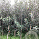 Malus d. 'Mitchgla' 175-200 cm wortelgoed