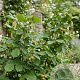 Corylus 'Fertile de Nottingham' 100-125 cm wortelgoed