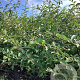 Elaeagnus umb. 'Jewel' 80-100 cm wortelgoed