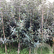 Malus d. 'Braebrite' 200-250 cm wortelgoed