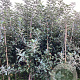 Malus d. 'Braebrite' 175-200 cm wortelgoed