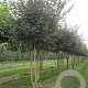 Acer campestre 800-900 cm draadkluit meerstammig
