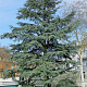 Cedrus libani atlantica 6-8 HO draadkluit