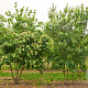 Cornus kousa chinensis 300-350 cm draadkluit struik