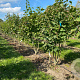 Syringa v. 'Katherine Havemeyer' 300-350 cm draadkluit struik
