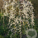 Cercis can. 'Vanilla Twist' 8-10 HO draadkluit