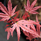 Acer pal. 'Phoenix' 150-175 cm 40L meerstammig