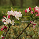 Malus 'Courtabri' 10-12 HO draadkluit