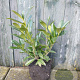 Prunus l. 'Caucasica' 40-50 cm met kluit