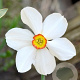 Narcissus 'Actaea' 14-16 cm 50 stuks