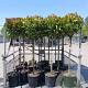 Photinia fraseri 'Red Robin' halfstam container