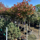 Photinia fraseri 'Red Robin' container 50 cm stam